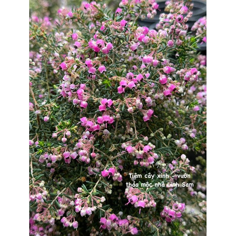 Erica rosea / chuông gió