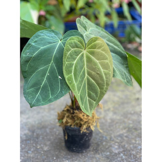 Anthurium papillilaminum lá to nhung đen khi trưởng thành
