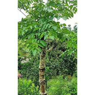 Cây giống núc nác rừng giống mới )