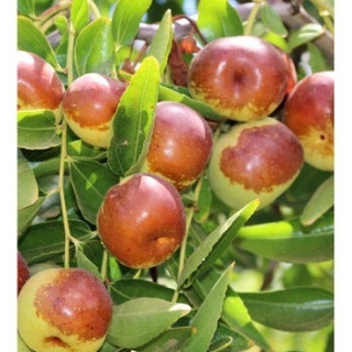 Cây giống táo dẹt giống mới )