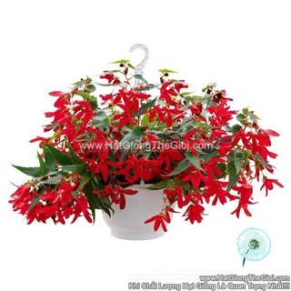 25h hạt giống hoa thu hải đường rủ groovy red