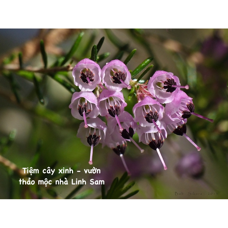 Erica rosea / chuông gió
