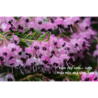 Erica rosea & erica carnea / chuông gió