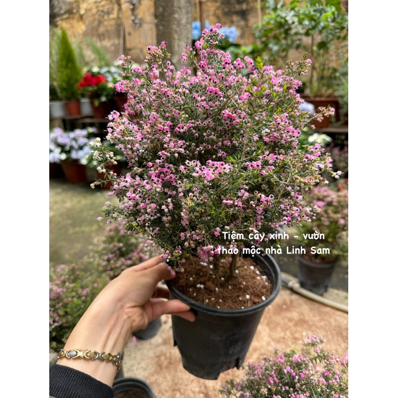 Erica rosea / chuông gió