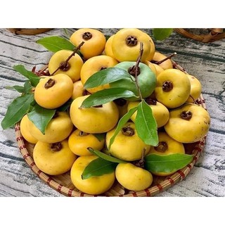 Cây thị thơm lùn giống