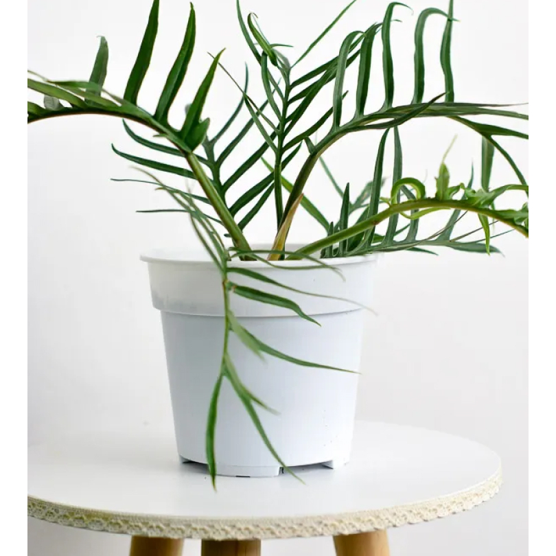 Chậu Tortum nhập siêu đẹp - Thuần khí hậu.