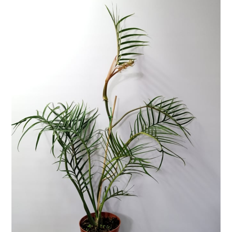 Chậu Tortum nhập siêu đẹp - Thuần khí hậu.