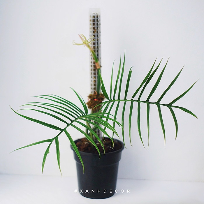 Chậu Tortum nhập siêu đẹp - Thuần khí hậu.