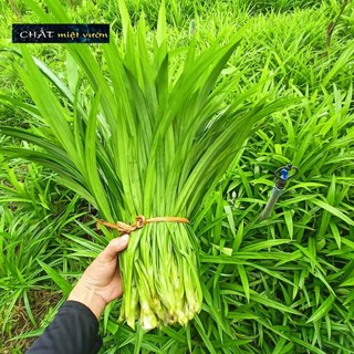 Lá dứa thơm - lá nếp thơm