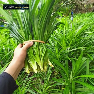 Lá Dứa Thơm - Lá Nếp Thơm (1kg lá tươi)