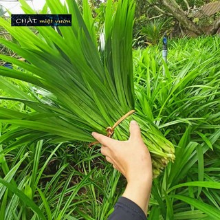 Lá Dứa Thơm - Lá Nếp Thơm (1kg lá tươi)