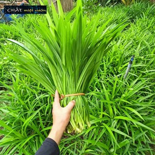 Lá Dứa Thơm - Lá Nếp Thơm (1kg lá tươi)