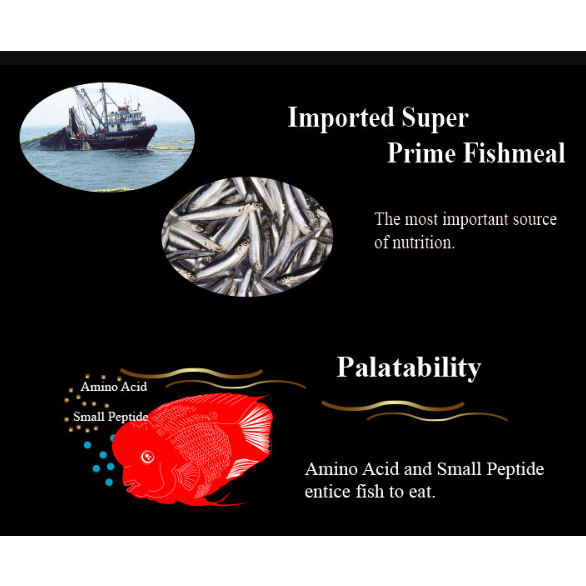 Aqua Master Flowerhorn 200gram thức ăn hỗ trợ tăng màu và lên đầu cho cá La Hán