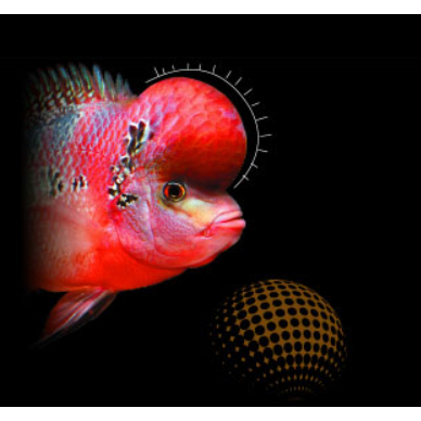 Aqua Master Flowerhorn 200gram thức ăn hỗ trợ tăng màu và lên đầu cho cá La Hán