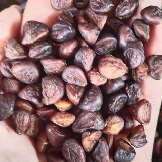 100g hạt dổi nếp tây bắc