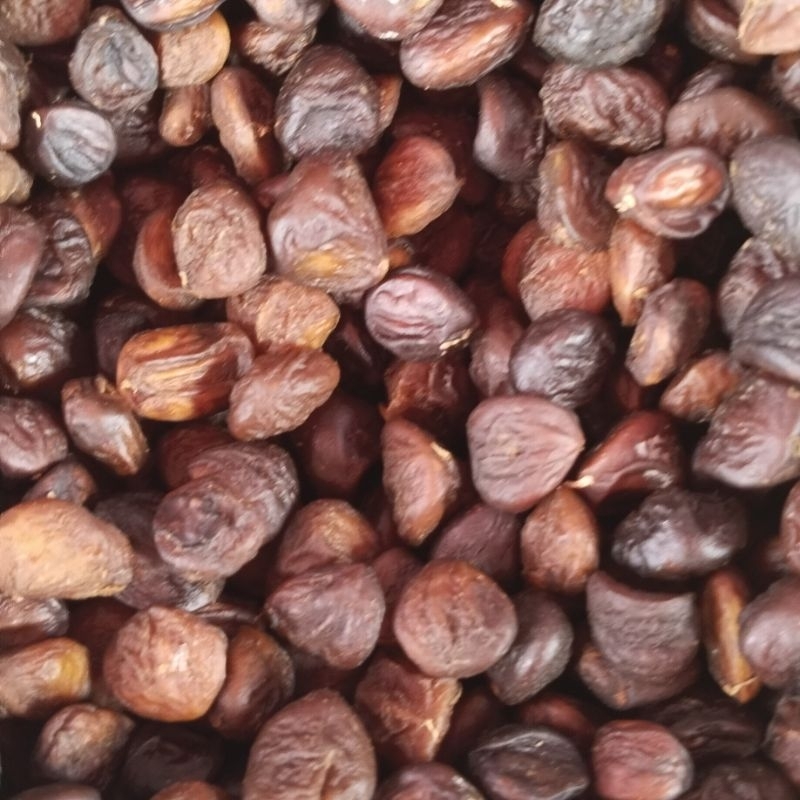 100g hạt dổi nếp tây bắc