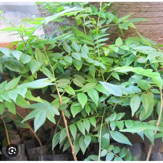 giống móc mật