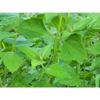[Chỉ giao Miền Nam] Cây cỏ lào / bù xích / cộng sản (1kg tươi)