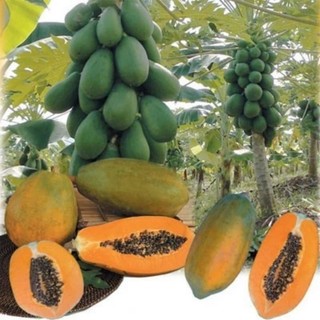 20H đu đủ lùn ruột đỏ