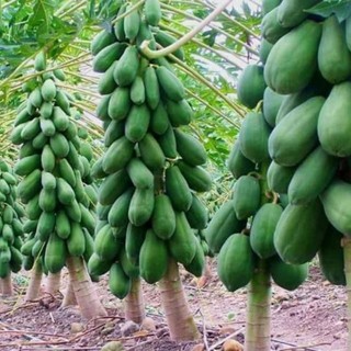 20H đu đủ lùn ruột đỏ