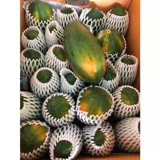 20H đu đủ lùn ruột đỏ