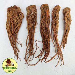 Sâm Đương Quy - Củ - bán lẻ từng củ
