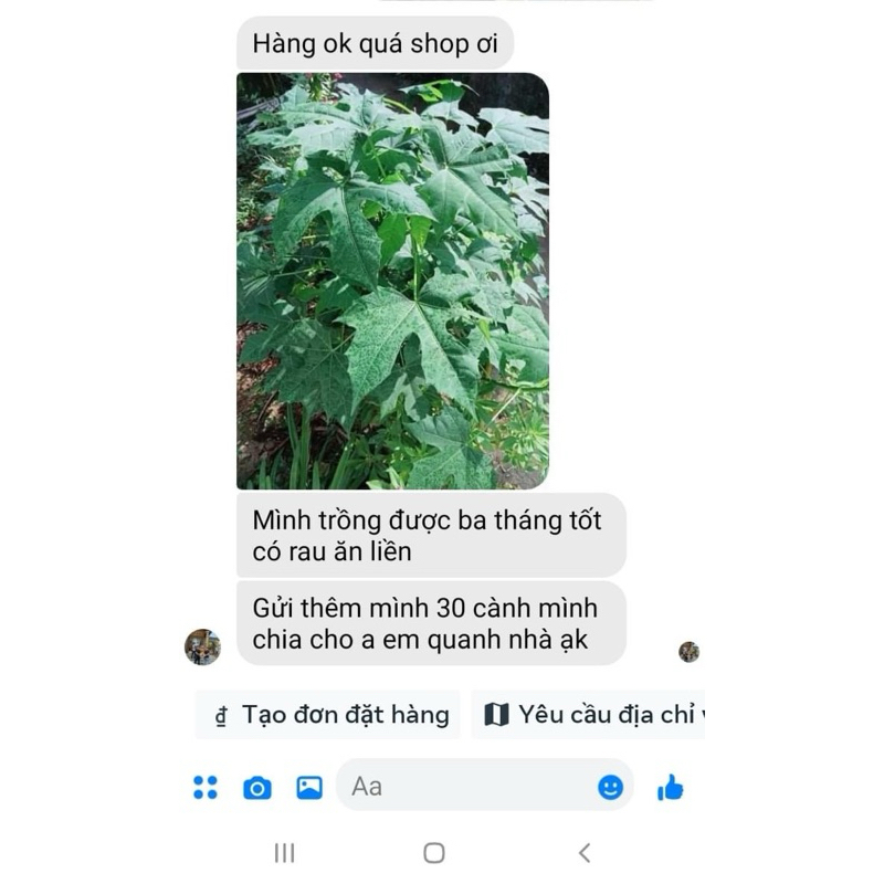 Cành giống rau mì chính