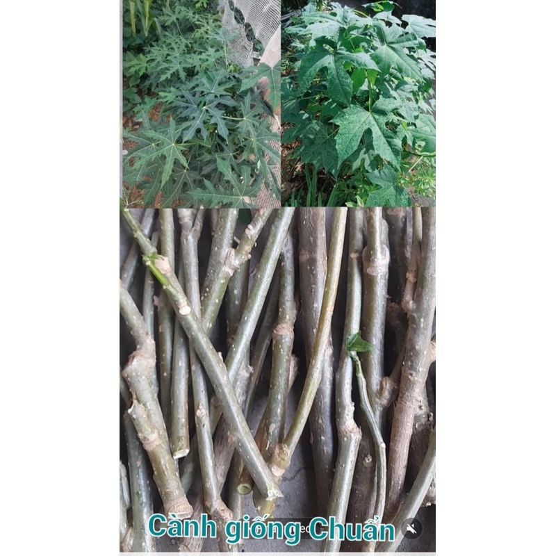 Cành giống rau mì chính