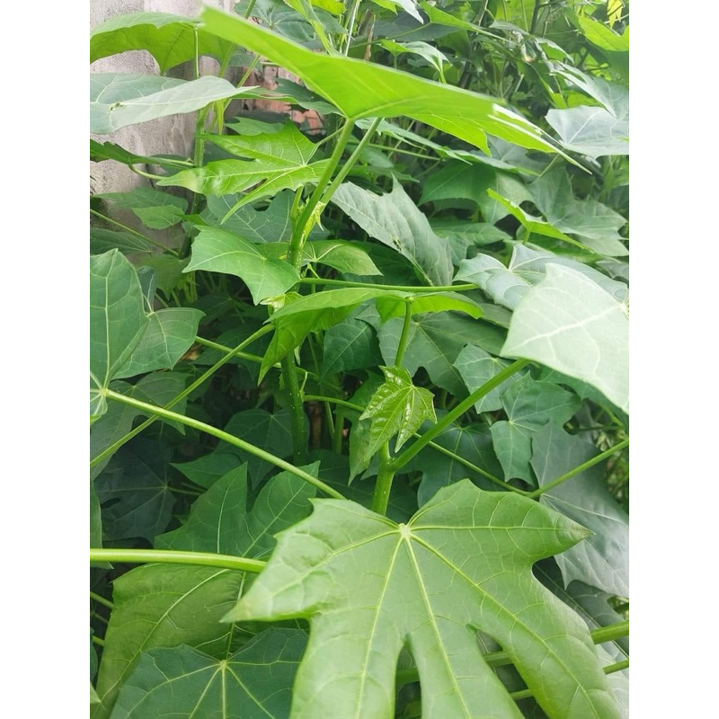 Cành giống rau mì chính