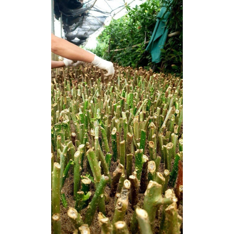 Cành giống rau mì chính