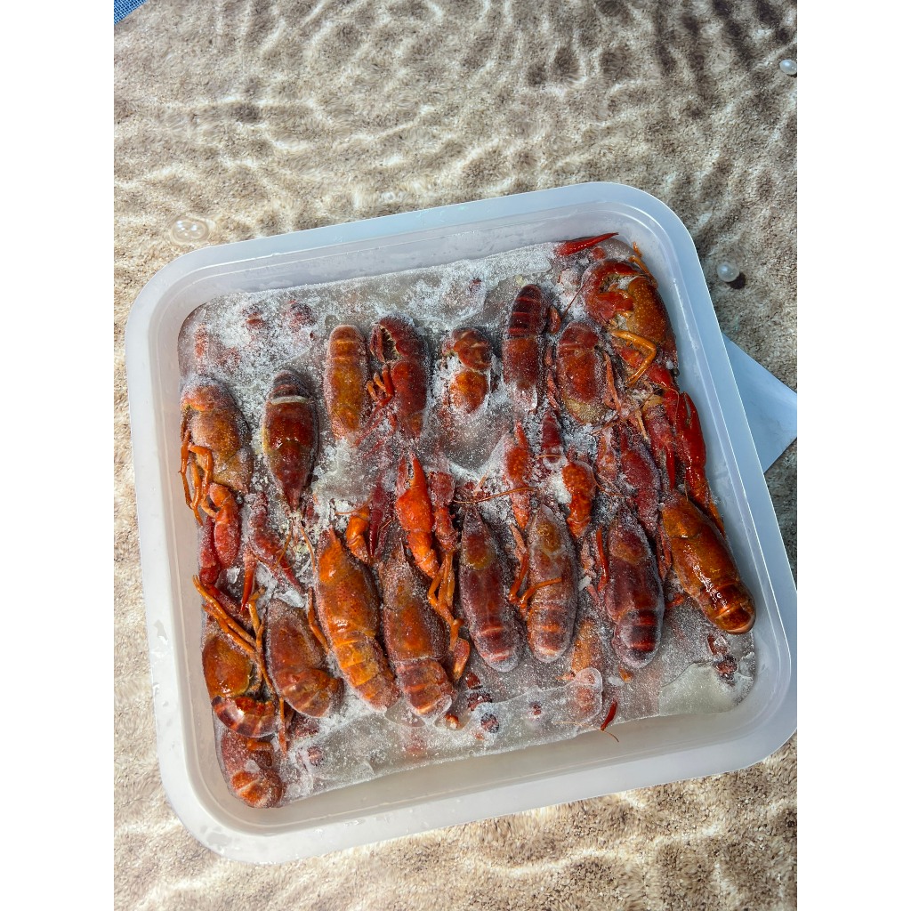 HỎA TỐC - TÔM HÙM ĐẤT