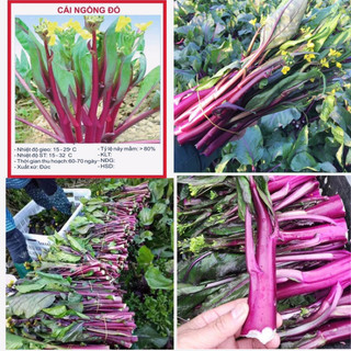 Hạt Giống Cải Ngồng Đỏ 5gr