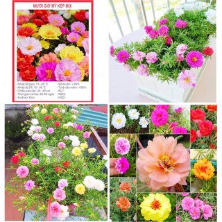 Hạt Giống Hoa Mười Giờ Mỹ Kép Mix ~5000 Hạt