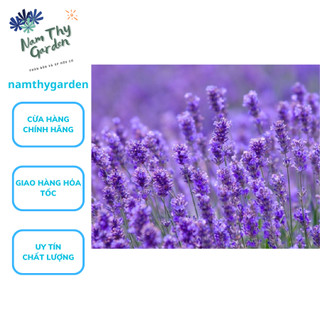 Hạt giống Hoa Oải Hương, Hạt giống hoa Lavender tím - gói 0.5g