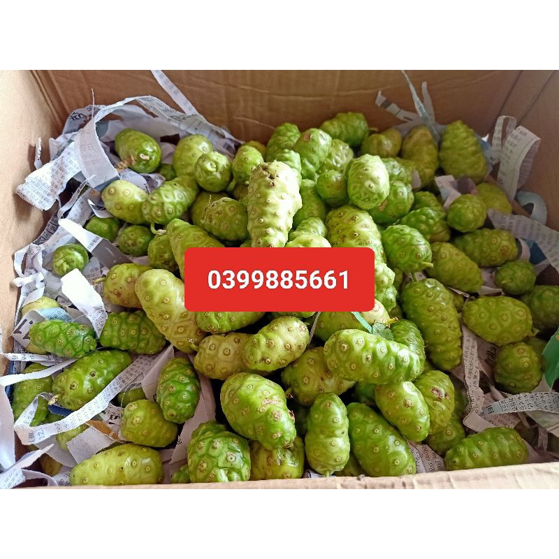 1Kg Trái Nhàu Tươi - Hỗ Trợ Sức Khoẻ - Dược Liệu Quý - Hữu Cơ