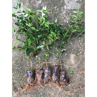 Giống Nguyệt quế dây leo