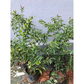 Giống Nguyệt quế dây leo