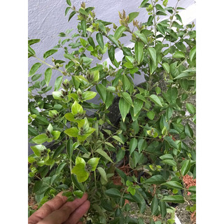 Giống Nguyệt quế dây leo