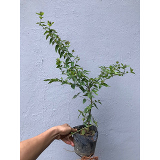 Giống Nguyệt quế dây leo