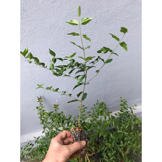 Giống Nguyệt quế dây leo