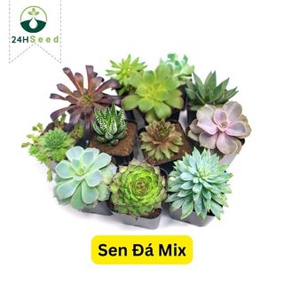 Hạt giống sen đá mix gói 20 hạt 24HSeed