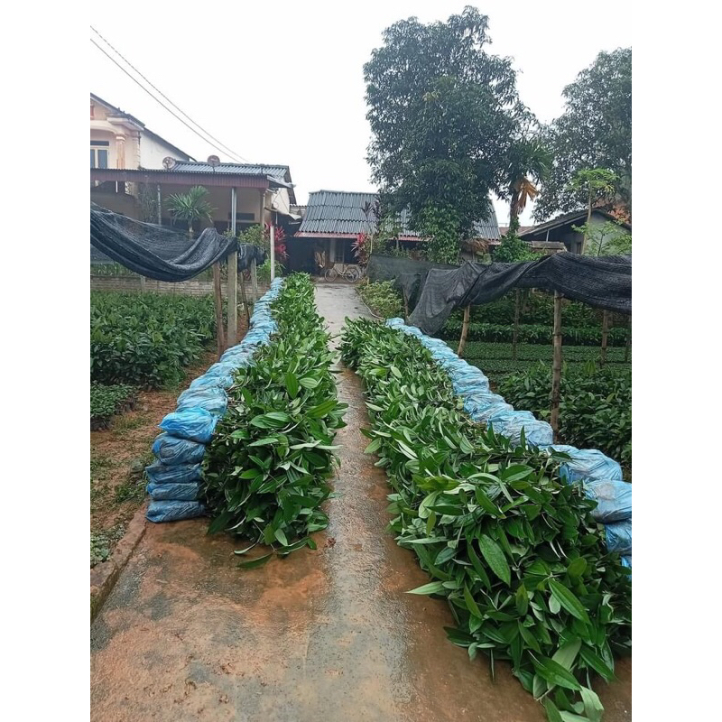 5-10 cây quế giống