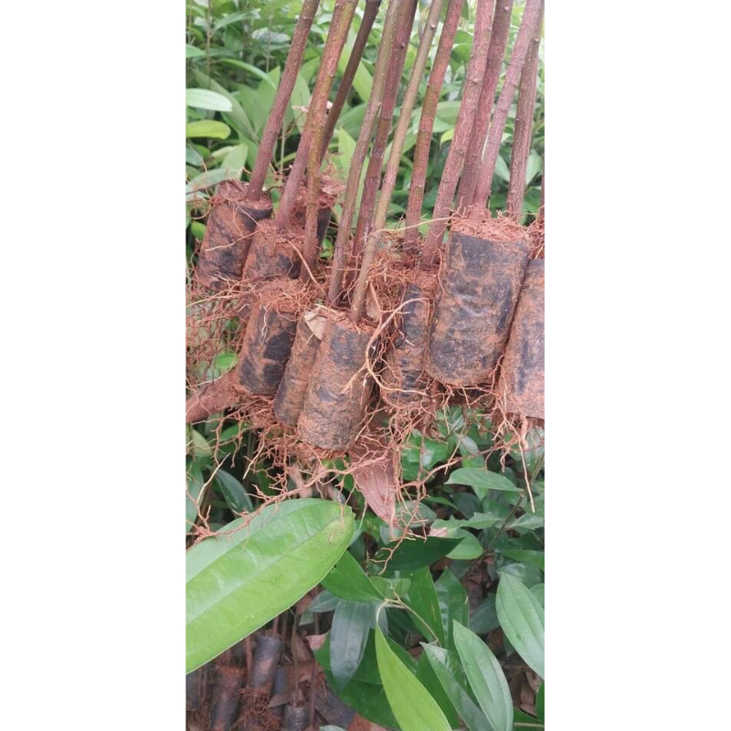 5-10 cây quế giống