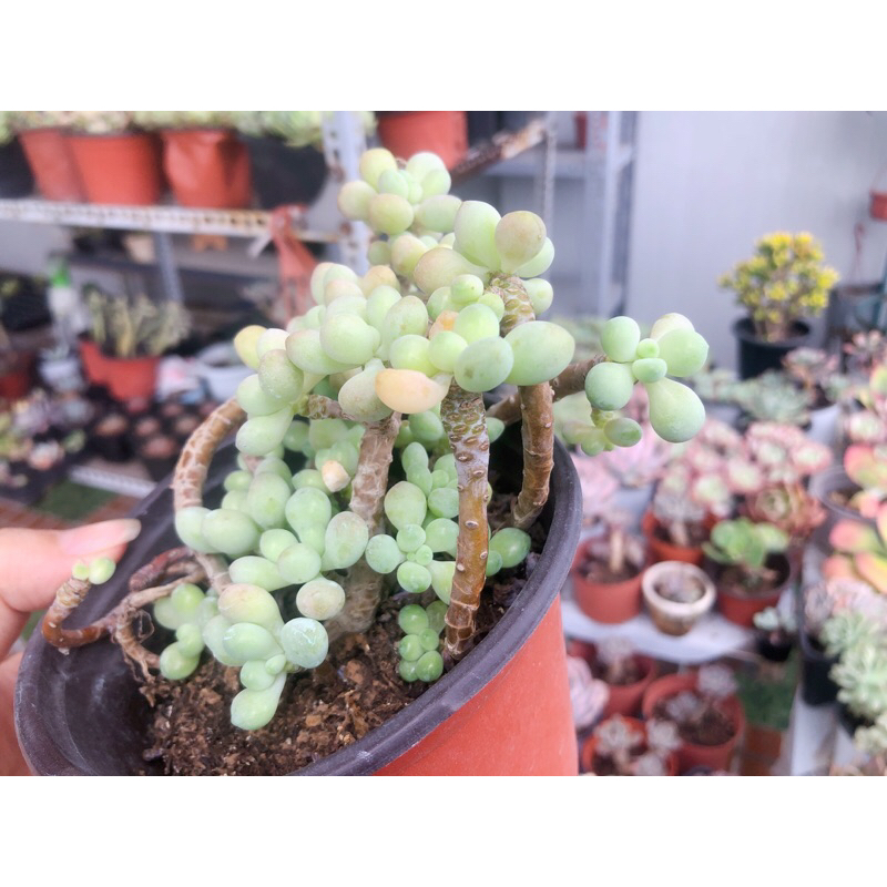 Sen đá sỏi thiên thanh lá nhỏ