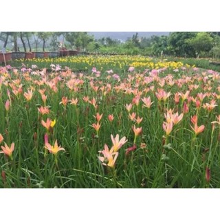[ 1k ] Củ Huệ Mưa nhiều màu _ củ tốc tiên