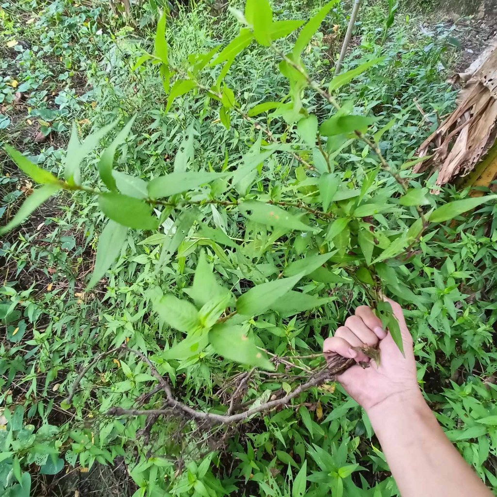 Combo 10 cây rau răm giống rễ trần