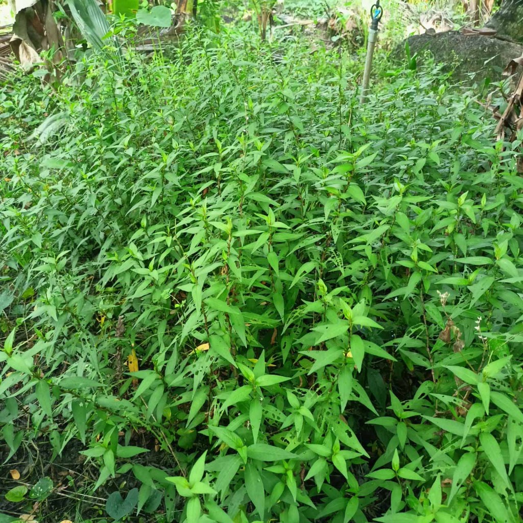 Combo 10 cây rau răm giống rễ trần