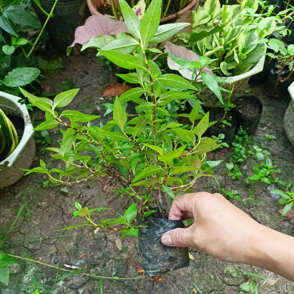 Combo 10 cây rau răm giống rễ trần