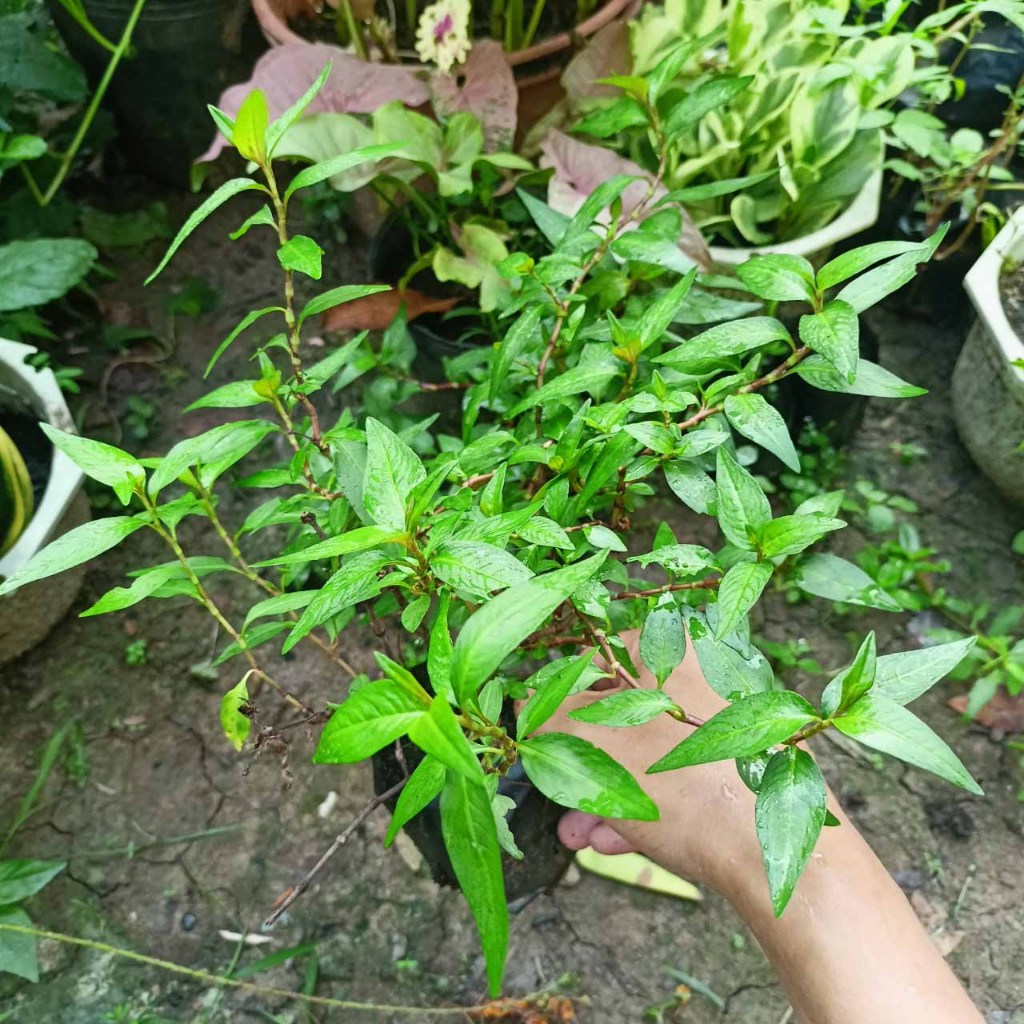 Combo 10 cây rau răm giống rễ trần