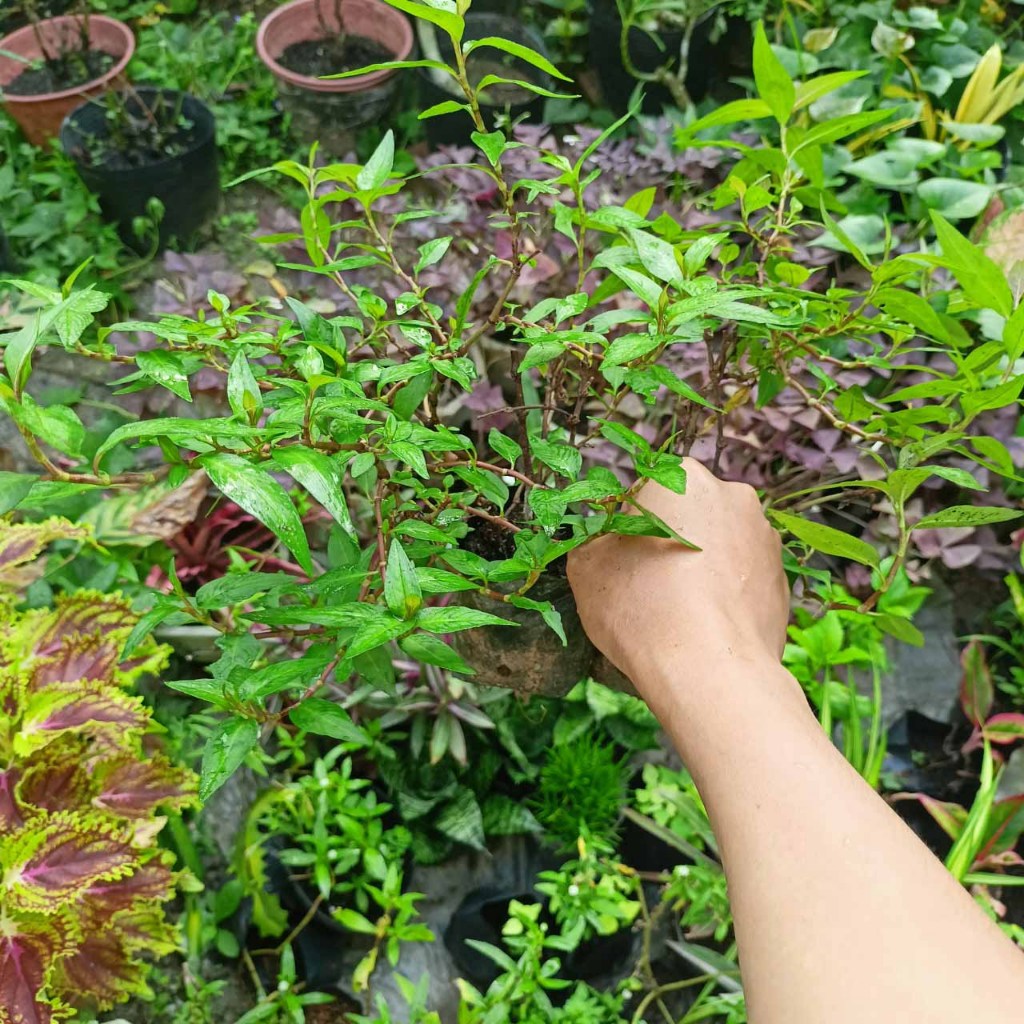 Combo 10 cây rau răm giống rễ trần